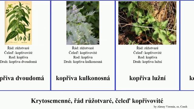 Krytosemenné, řád růžotvaré, čeleď kopřivovité kopřiva angiosperms kopřivák drnavec Whole lékařský смотреть онлайн