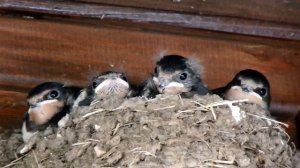 Ласточка Кормит Своих Птенцов
