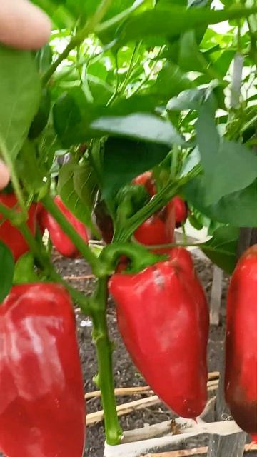 Перец болгарский 38 попугаев. смотреть онлайн