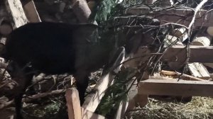 Англо нубийские козы зимой ,содержание,кормление🤗☺