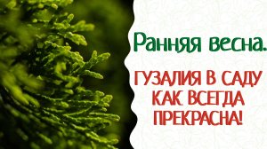 Средство от солнечных ожогов! Прекрасная Гузалия защищает хвойные растения в саду.