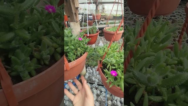 Делосперма " Купера " и "Ежистая" в кашпо! супер жаро- и засухоустойчивая культура. 👍