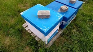 Подсаживаю плодных маток в отводки