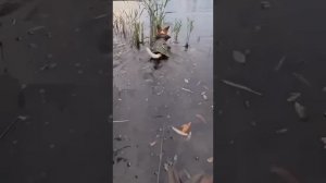 вот такой нужен подсак
