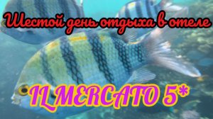 Египет 2025 Шестой день нашего отдыха в отеле IL MERCATO 5* Шарм Эль Шейх