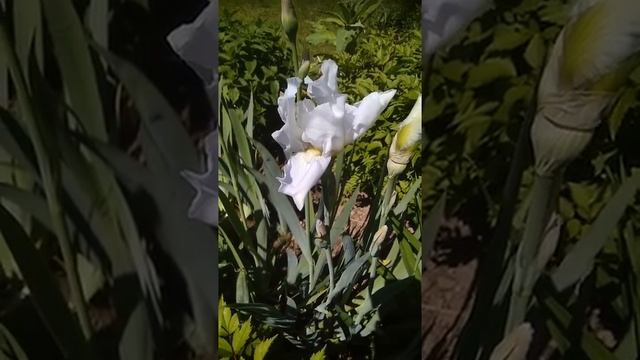 Рождение красоты. Распускается белый ирис.