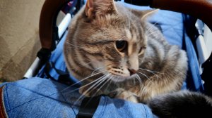 деревенский кот в деревне, коты и кошки, жизнь в деревне
