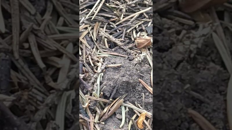самка f.polyctena пытается найти новый дом. #ants #formica