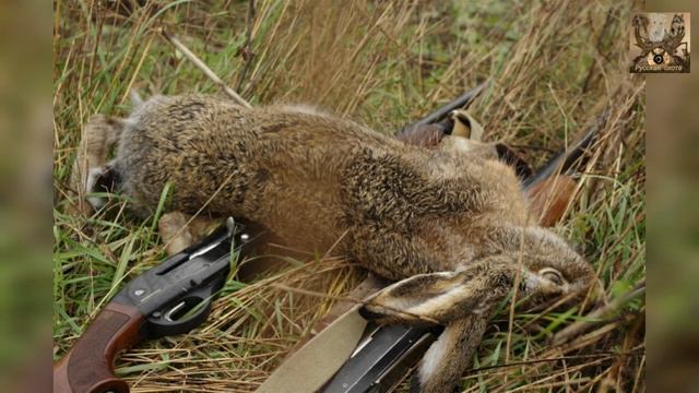 Требования к охоте на пушных животных смотреть онлайн