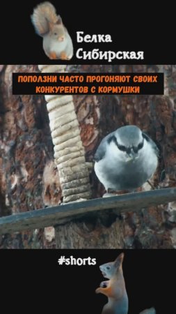 Поползень - боевой и запасливый