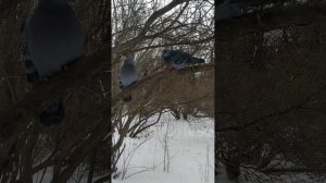 Два голубя на ветке