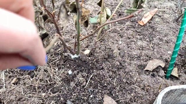 13.04.24💜Тюмень/Первая обработка роз/Предварительный результат зимовки🥀
