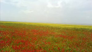 Мерани  Дильнаре  Делиль  Резган Нури