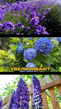 Ч.1🌿✨Этим Секретом Пользуются Все Ландшафтники