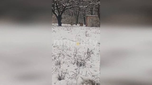Бездомные собаки держат в страхе спальный район Мариуполя