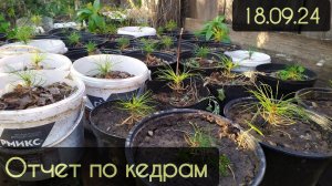 Осенний отчет по кедрам.