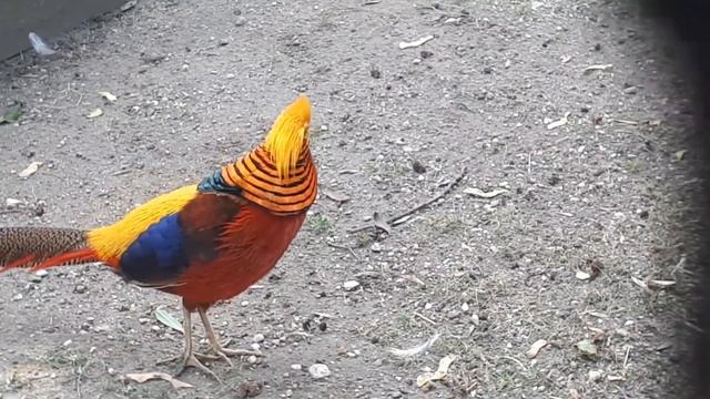 Жизнь в Германии. Каменц. Золотой фазан. смотреть онлайн