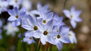 Летучие мыши Удивительные факты о ночных млекопитающих