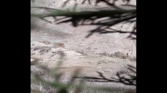 Кабк шикор 2020 смотреть онлайн