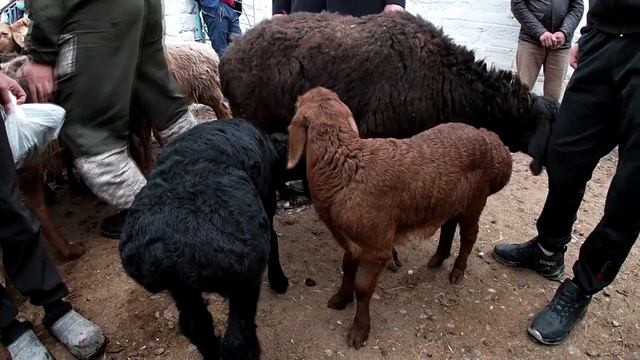 Баррачахои бе оча дар бозор бисёр буромадааст ин хафта. Мол бозори Худжанд