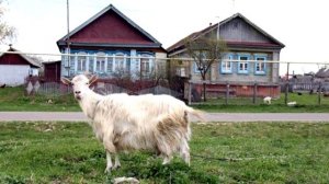 История из жизни о деревенской снохе | Актуально