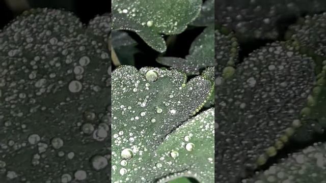 📹 Роса на листьях растения. (ночная съёмка на телефон 📱)