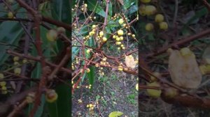 20180108 蝋梅 Chimonanthus praecox