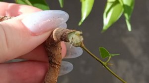 Фикус на камне. Часть 4.