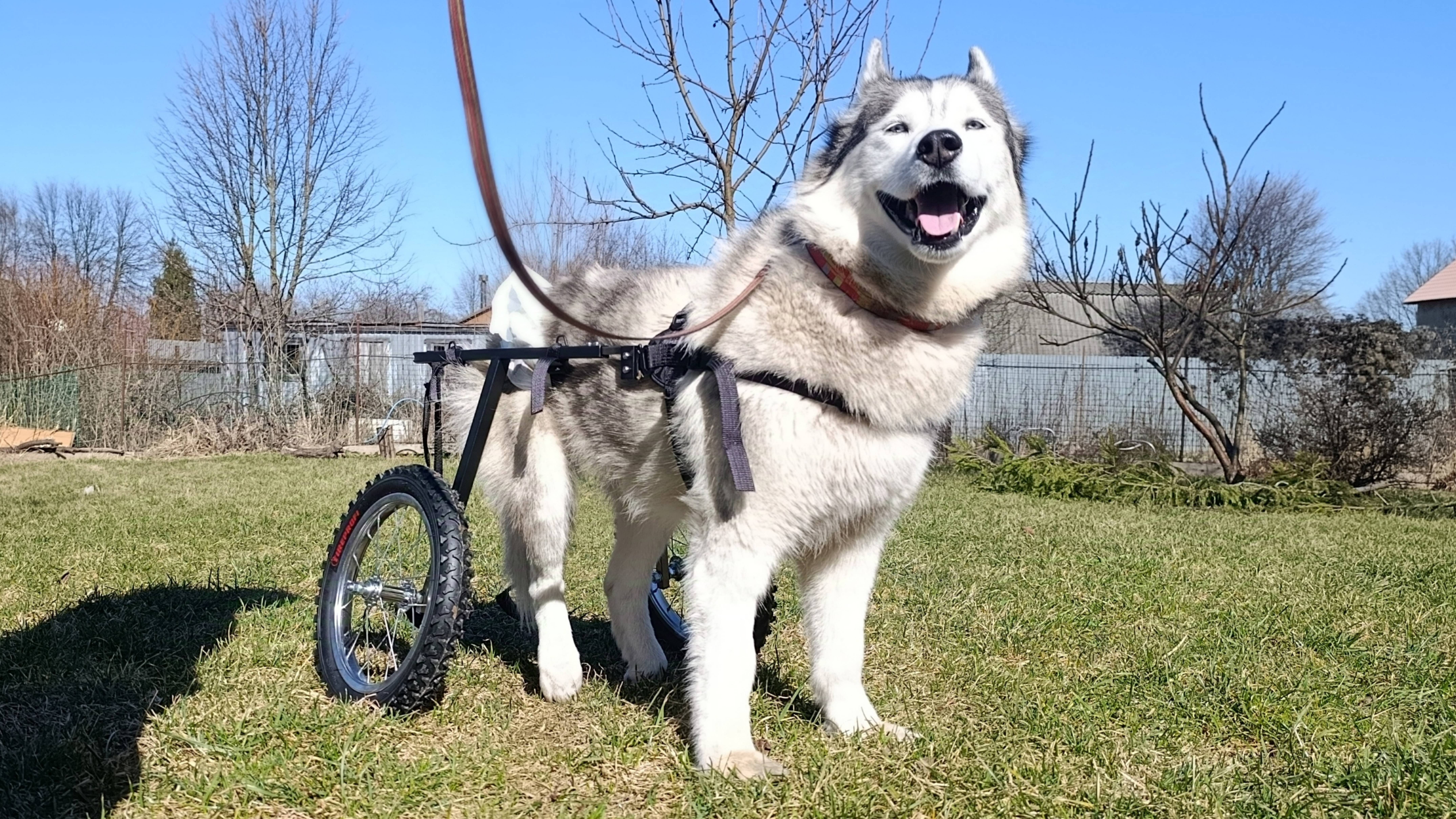 Коляска-тренажер Animal mobile для хаски