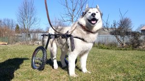 Коляска-тренажер Animal mobile для хаски