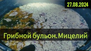 Грибная закваска. Образование мицелия. часть 2