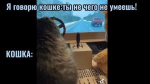 Кошка за рулём? кошка228/МЕМ.