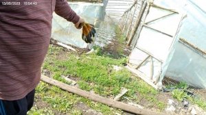 китайские теплицы,новое место.