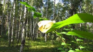 Золотая бабочка