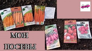 МОИ ПОСЕВЫ РАННЕЙ ВЕСНОЙ В 2024 ГОДУ.