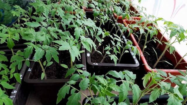 МонофосфатКалію + СульфатМагнію + Закалка Сонцем + Підсипання землі @МояДачаСадГород