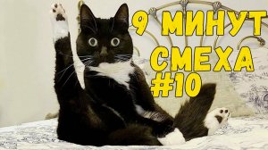 СМЕШНЫЕ ПУШИСТИКИ / ЛУЧШИЕ ПРИКОЛЫ С ЖИВОТНЫМИ 2025 / 9 МИНУТ СМЕХА #10