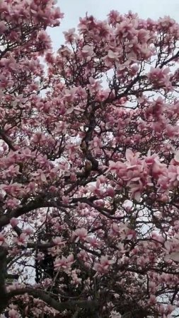 MAGNOLIA TREE