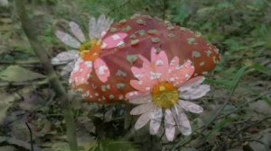 Пение лесных птиц.