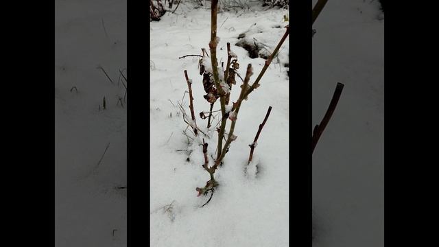 Неожиданно вернулась зима