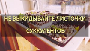Почему нельзя выкидывать листочки суккулентов.