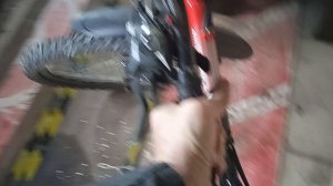 Собаки всегда рады прогулке.