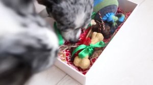 Новогодний DIY: шьём одежду, игрушки и лакомства для собаки! 🎄✂️