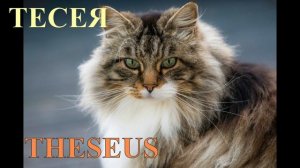 Как красиво назвать кошку