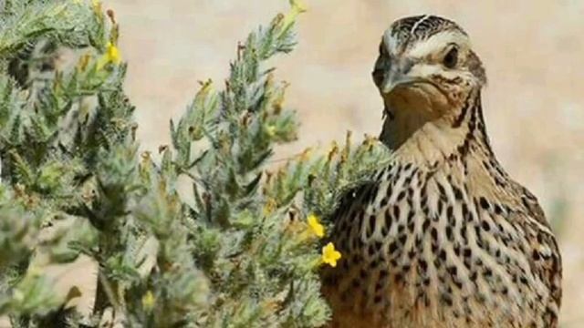 MAHOK batair ki awaz suba ke liye quil sound wheat hunting  morning گندم کی شکار کے لئے مادی کی آوا
