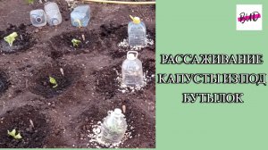 КАК Я РАССАЖИВАЛА СВОЮ КАПУСТУ ИЗ-ПОД ПЯТИЛИТРОВЫХ БУТЫЛОК В 2024 ГОДУ.