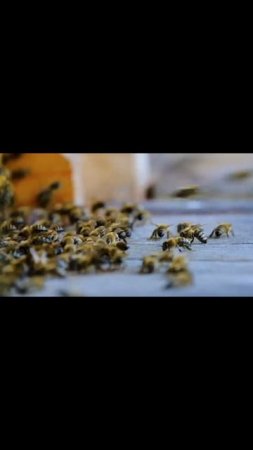 Пчёлы 🐝.