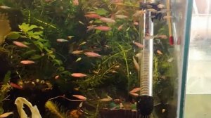 Релакс . Мои рыбки . Данио , Гуппи , Петушки )