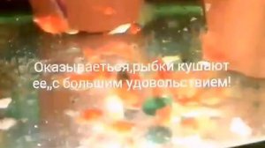 Спирулина для рыбок!