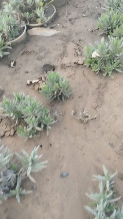 У меня перезимовала лаванда в открытом грунте. Закапала прям в стаканчиках!